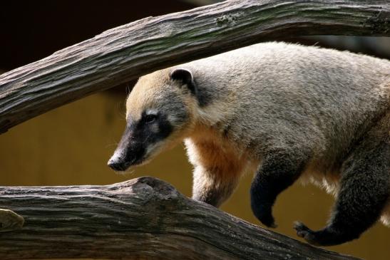 Südamerikanischer Nasenbär Zoo Vivarium Darmstadt 2013