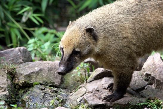 Südamerikanischer Nasenbär Zoo Vivarium Darmstadt 2013