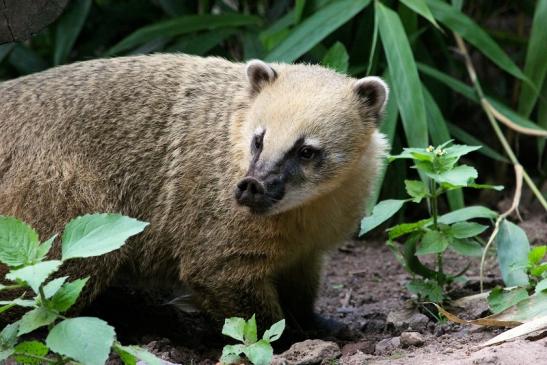 Südamerikanischer Nasenbär Zoo Vivarium Darmstadt 2013