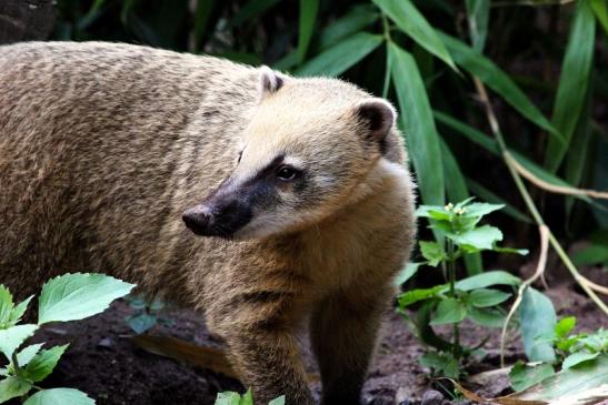 Südamerikanischer Nasenbär Zoo Vivarium Darmstadt 2013