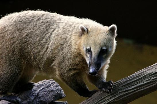 Südamerikanischer Nasenbär Zoo Vivarium Darmstadt 2013