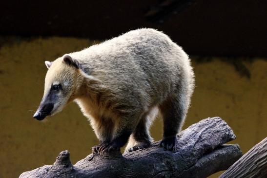 Südamerikanischer Nasenbär Zoo Vivarium Darmstadt 2013