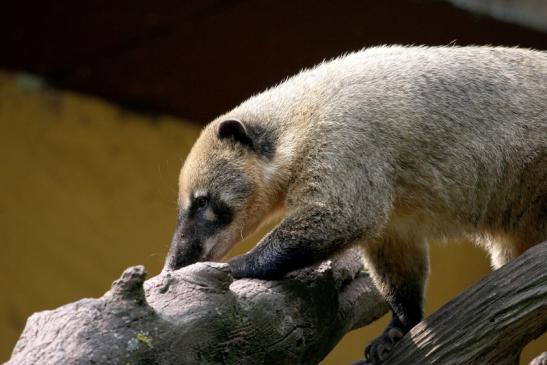 Südamerikanischer Nasenbär Zoo Vivarium Darmstadt 2013