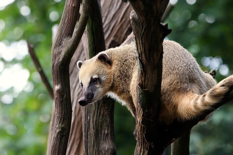 Südamerikanischer Nasenbär Zoo Vivarium Darmstadt 2013