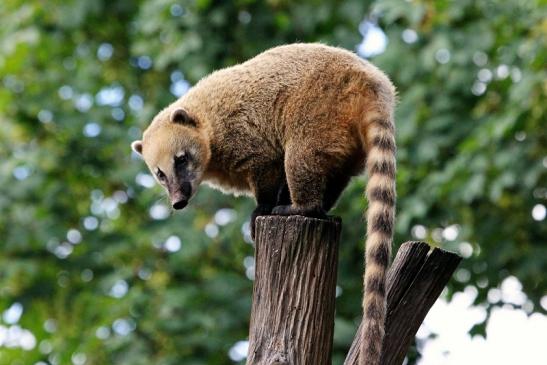 Südamerikanischer Nasenbär Zoo Vivarium Darmstadt 2013