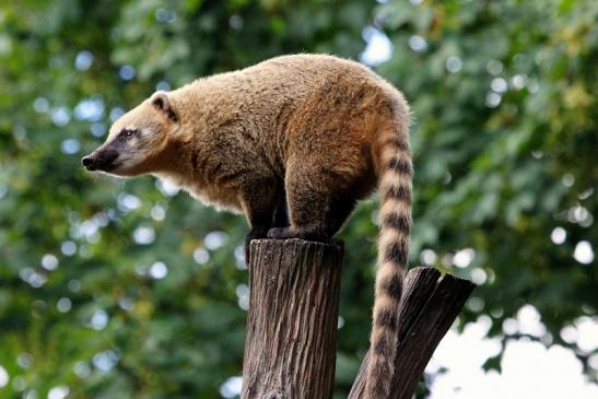 Südamerikanischer Nasenbär Zoo Vivarium Darmstadt 2013