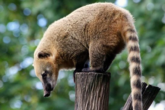 Südamerikanischer Nasenbär Zoo Vivarium Darmstadt 2013