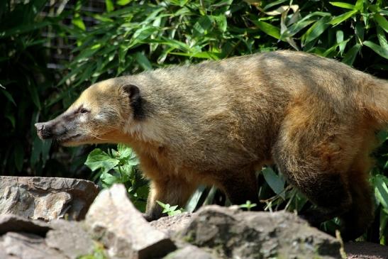 Südamerikanischer Nasenbär Zoo Vivarium Darmstadt 2013