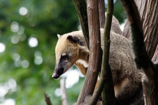 Südamerikanischer Nasenbär Zoo Vivarium Darmstadt 2013