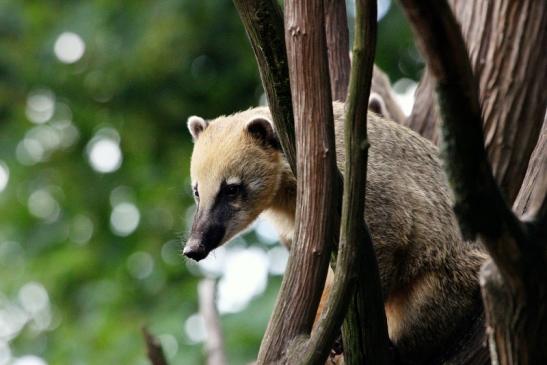 Südamerikanischer Nasenbär Zoo Vivarium Darmstadt 2013