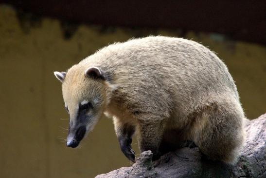 Südamerikanischer Nasenbär Zoo Vivarium Darmstadt 2013