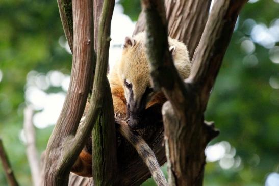 Südamerikanischer Nasenbär Zoo Vivarium Darmstadt 2013