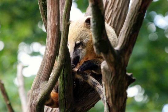 Südamerikanischer Nasenbär Zoo Vivarium Darmstadt 2013