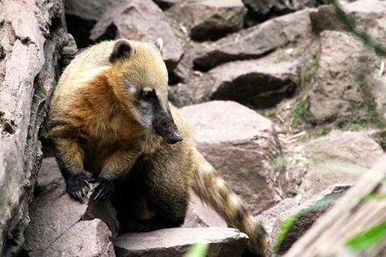 Südamerikanischer Nasenbär Zoo Vivarium Darmstadt 2013