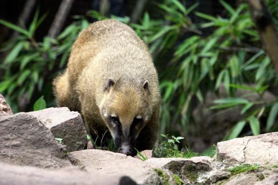 Südamerikanischer Nasenbär Zoo Vivarium Darmstadt 2013