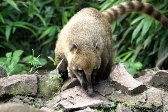 Südamerikanischer Nasenbär Zoo Vivarium Darmstadt 2013