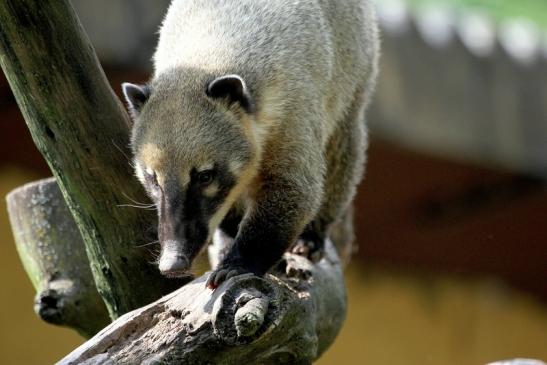 Südamerikanischer Nasenbär Zoo Vivarium Darmstadt 2013