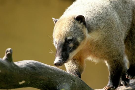 Südamerikanischer Nasenbär Zoo Vivarium Darmstadt 2013