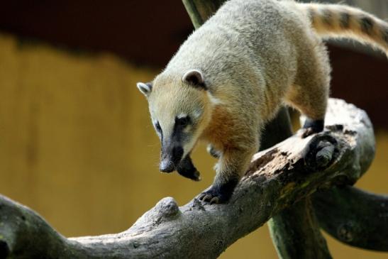 Südamerikanischer Nasenbär Zoo Vivarium Darmstadt 2013