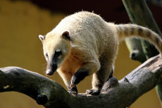 Südamerikanischer Nasenbär Zoo Vivarium Darmstadt 2013