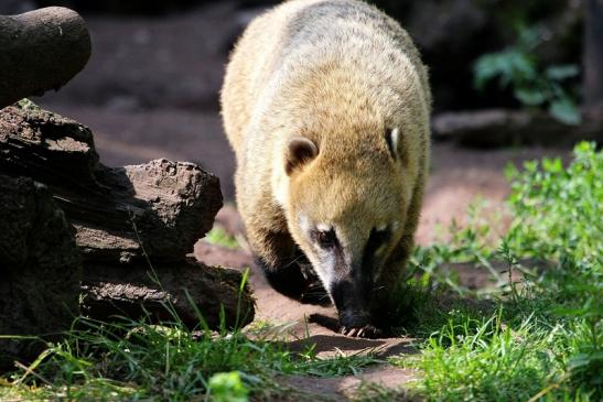 Südamerikanischer Nasenbär Zoo Vivarium Darmstadt 2013