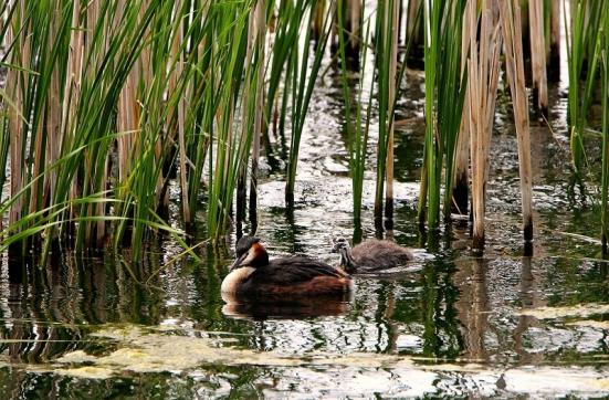 Haubentaucher - Podiceps cristatus NSG See am Goldberg Heusenstamm 2015