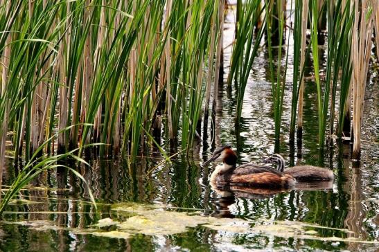 Haubentaucher - Podiceps cristatus NSG See am Goldberg Heusenstamm 2015