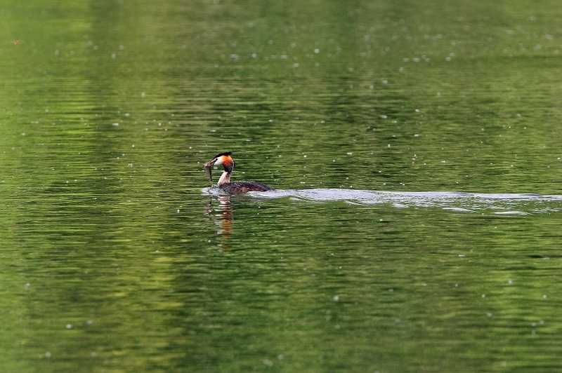 Haubentaucher - Podiceps cristatus NSG See am Goldberg Heusenstamm 2015