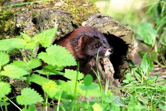 Europäischer Nerz Opel Zoo Kronberg 2015