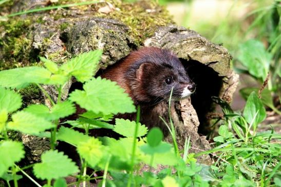 Europäischer Nerz Opel Zoo Kronberg 2015