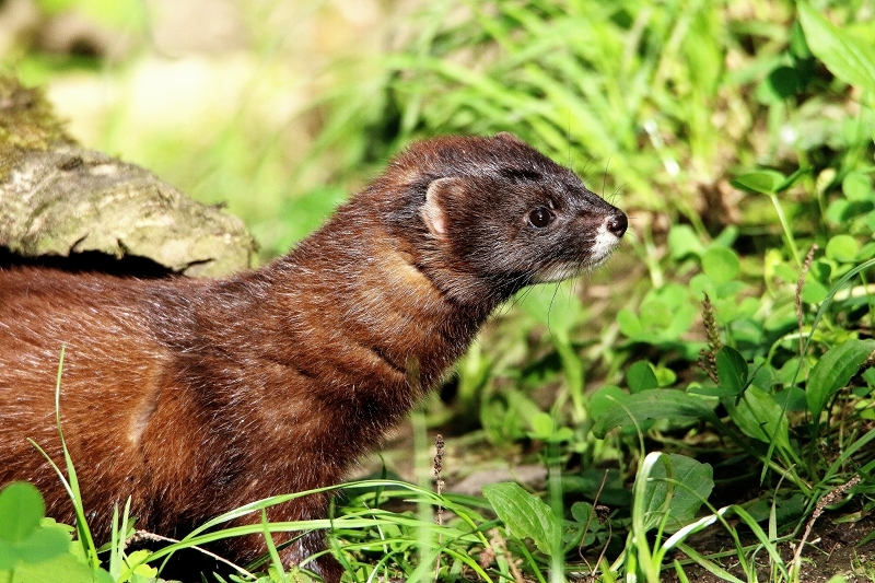 Europäischer Nerz Opel Zoo Kronberg 2015