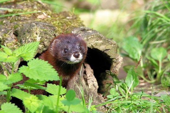 Foto des Monats Juni 2024 Nerz Opel Zoo Kronberg