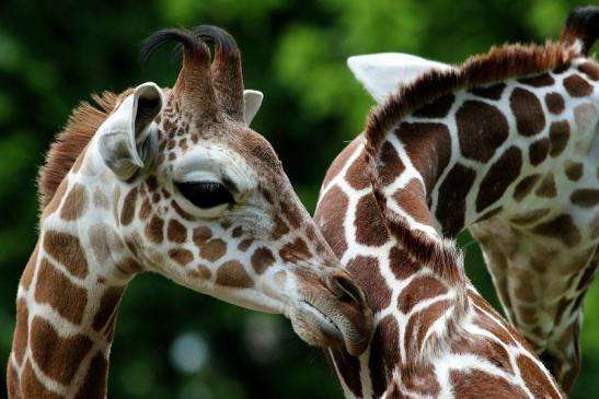 Netzgiraffe Nachwuchs Zoo Frankfurt am Main 2013