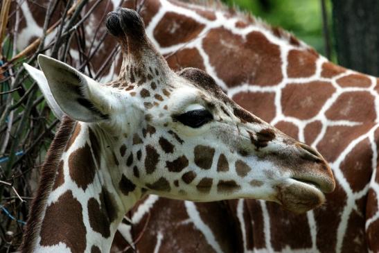 Netzgiraffe Nachwuchs Zoo Frankfurt am Main 2013