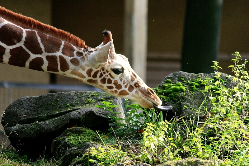 Netzgiraffe Nachwuchs Zoo Frankfurt am Main 2013