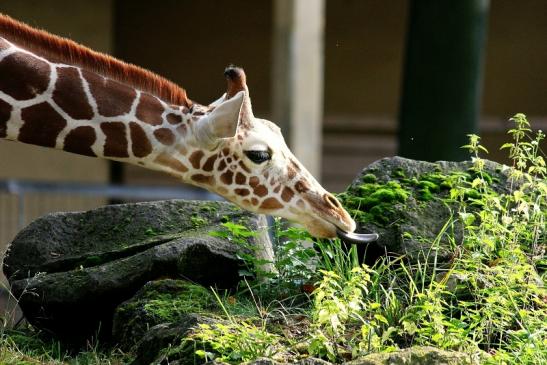Netzgiraffe Nachwuchs Zoo Frankfurt am Main 2013