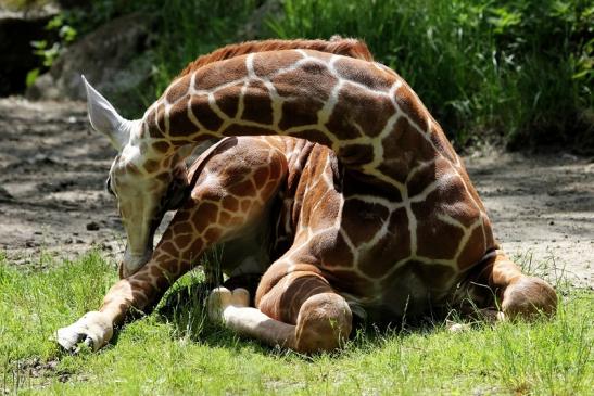 Netzgiraffe Nachwuchs Zoo Frankfurt am Main 2013