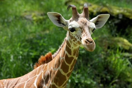 Netzgiraffe Nachwuchs Zoo Frankfurt am Main 2013