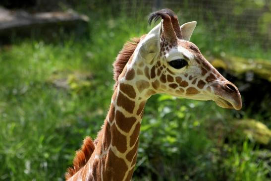 Netzgiraffe Nachwuchs Zoo Frankfurt am Main 2013