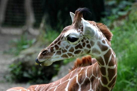 Netzgiraffe Nachwuchs Zoo Frankfurt am Main 2013