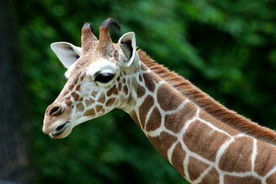 Netzgiraffe Nachwuchs Zoo Frankfurt am Main 2013