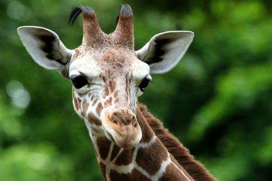 Netzgiraffe Nachwuchs Zoo Frankfurt am Main 2013