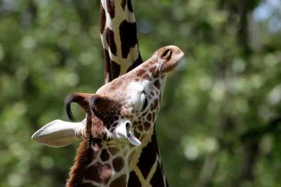 Netzgiraffe Nachwuchs Zoo Frankfurt am Main 2013