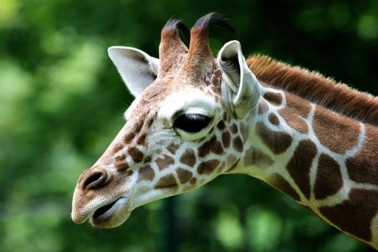 Netzgiraffe Nachwuchs Zoo Frankfurt am Main 2013