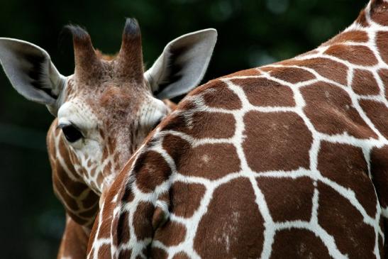 Netzgiraffe Nachwuchs Zoo Frankfurt am Main 2013