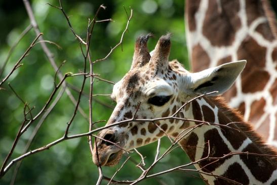 Netzgiraffe Nachwuchs Zoo Frankfurt am Main 2014