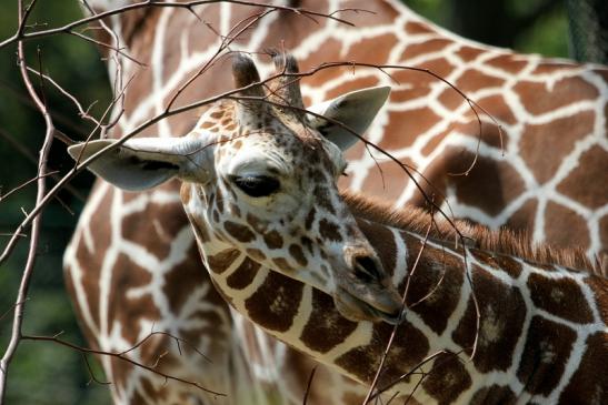 Netzgiraffe Nachwuchs Zoo Frankfurt am Main 2014