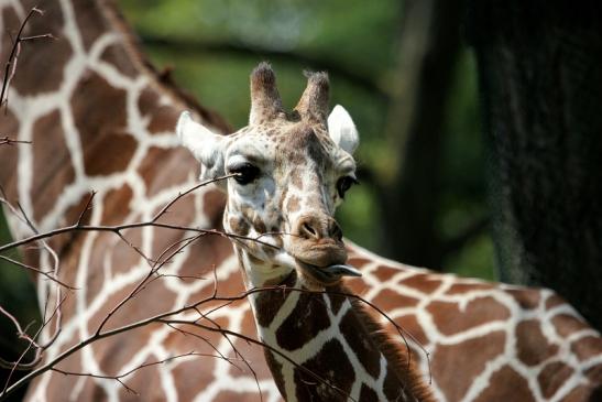 Netzgiraffe Nachwuchs Zoo Frankfurt am Main 2014