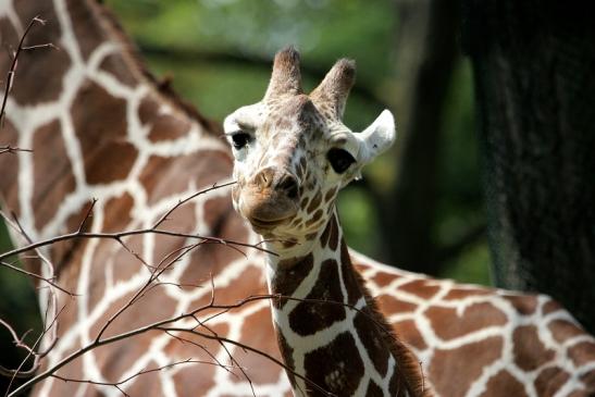 Netzgiraffe Nachwuchs Zoo Frankfurt am Main 2014