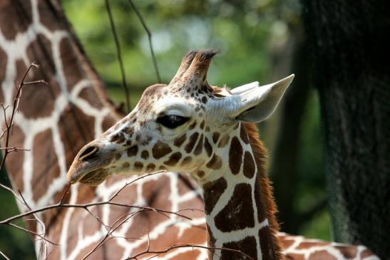 Netzgiraffe Nachwuchs Zoo Frankfurt am Main 2014